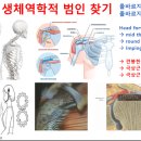 Re: 어깨 충돌증후군 생체역학적 관점에서 재활치료법 .. 인용횟수 400회 이상 ... 이미지