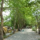 평화강변수목캠핑장 이미지