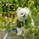슬도방파제화장실 | [울산/동구] 강아지 산책, 유채꽃 만발한 슬도