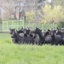 은혜흑염소 이미지