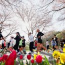 벚꽃길13 이미지