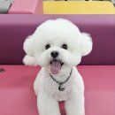 동물농장애견미용학원