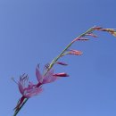 하늘을 향하여 이미지