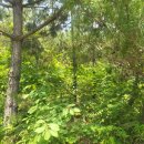 솔잎농장 이미지