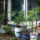 산촌농장(2) 티스토리