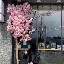 감성 한 스푼, 벚꽃과 함께한 그래바다사진관 후기 🌸