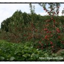 구천농장 이미지