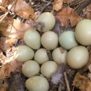 괴산농장 이미지