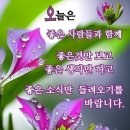 뿌리깊은나무 이미지