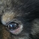 눈이튼튼 동물병원 이미지