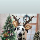 하울 애견 유치원 이미지