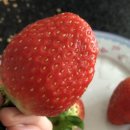 저두농장 이미지