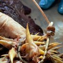 무분별한 어업으로 인해 낚시바늘에 걸려 죽은 붉은바다거북 이미지