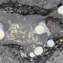 표선리-19 이미지