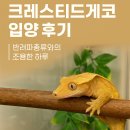 뜨란프라자 | 크레스티드게코 입양 후기 반려파충류와의 조용한 하루