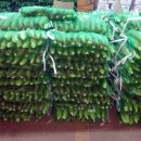 인지공판장 이미지