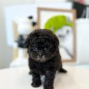 온퍼피 프리미엄 전주강아지분양 본점 네이버블로그