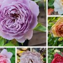 장미꽃핀집 이미지