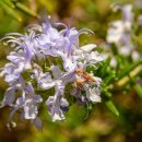 로즈마리 이미지