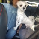 댕이요 펫택시 이미지