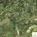 호두나무 이미지