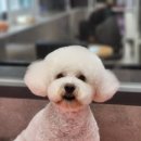 우한수 애견미용실 이미지