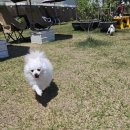 🐶 천연잔디 경기도 애견 카페 호두네 놀이터 방문 후기 - 농장 체험도 가능한 힐링 장소