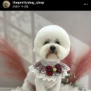 오늘도, 이쁘개 이미지