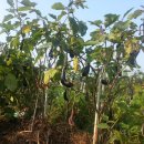 새벽농장 이미지