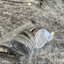 Mason jar 뚜껑 8개 나눔 (완료) 이미지