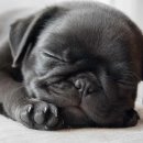 컨츄리Dog 이미지