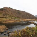 강변사리 이미지