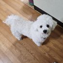 광주 첨단 피자맛집 프레드피자 반반피자 내돈내산