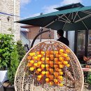 Noble laurent dog(노블로렌독) | [1년 전 오늘] 섬에서 겨울 준비 곶감만들기