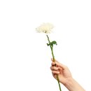 바둑이 애견 이미지