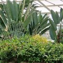 부천호수식물원 수피아 이미지