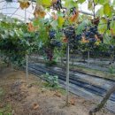 율현농장 이미지