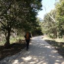 전남 강진 백련사 그리고 가우도 동백나무 숲(모신글) 이미지