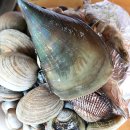 싱싱조개구이 이미지