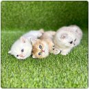 해피고양이분양 이미지