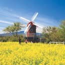 유채꽃향기처럼 이미지