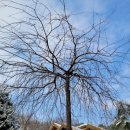 주목나무펜션 이미지