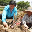 2010년 6월14일 충남 서산 소식 -모심기체험행사등