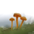버섯사진 모음 이미지