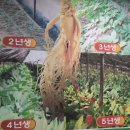 농협수삼랜드(외부)_AP2 | 충남10월축제 금산인삼축제 금산인삼수산구매요령과 보관법 !!