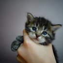 고양이눈 이미지