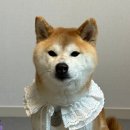 우아한강아지 | 강아지 케이프 추천, 강아지옷 그라운드로우 후기