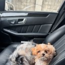 케이독 ST 이미지