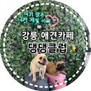 댕댕클럽 이미지