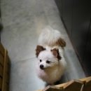 박여진애견미용실 이미지